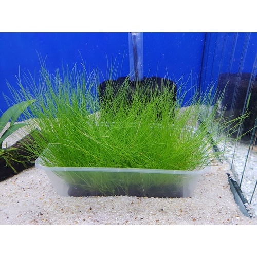 Hairgrass Block 8X15Cm - Live Aquatic Plant