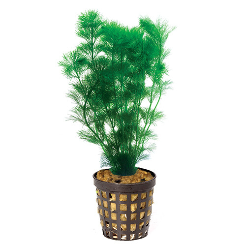 Ambulia 5Cm Pot