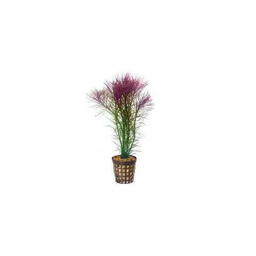 Pogostemon Stellata 5Cm Pot