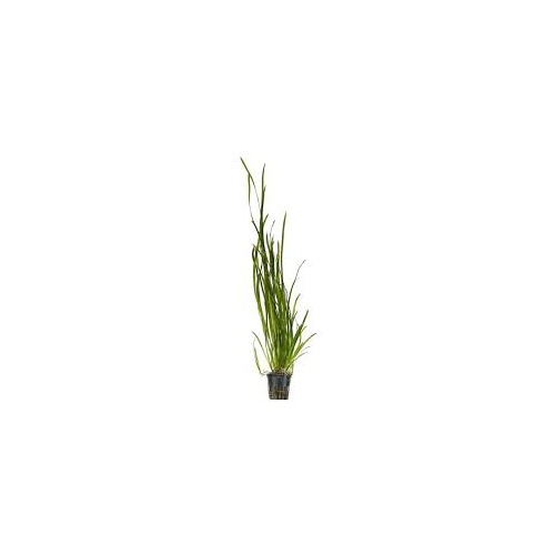 Thin Vallisneria 5Cm Pots