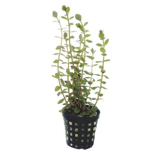 Rotala Rotundifolia 5Cm Pot