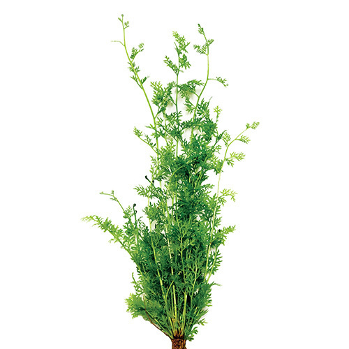 Lace Fern 5Cm Pot 