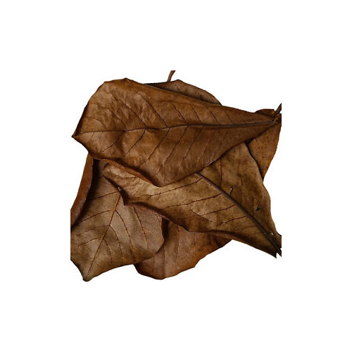 Indian Almond Leaves 10pk