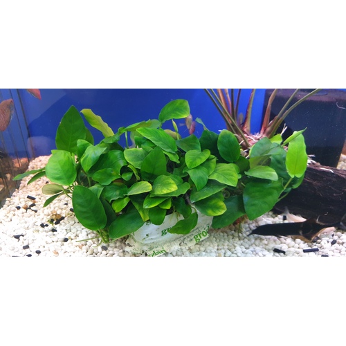 Anubias Frilly Mother Plant