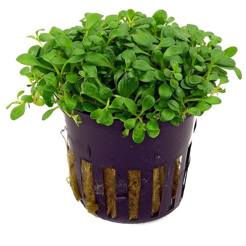 Glossostigma Elatinoides 5cm Pot