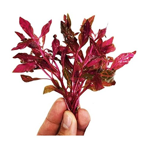Alternanthera Reineckii Mini Bunch