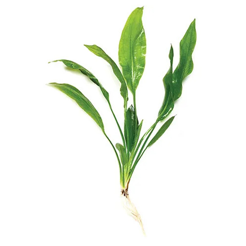 Aponogeton Crispus