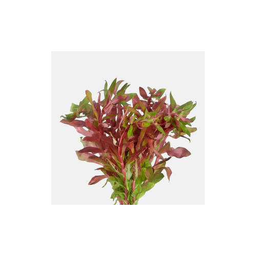 Ludwigia Red Bunch