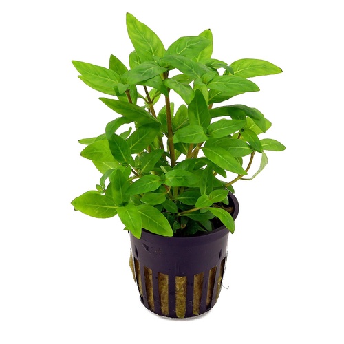 Staurogyne 5cm Pot