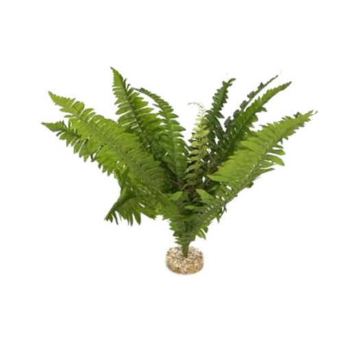 Sydeco Giant Water Fern 1 40Cm Syd35