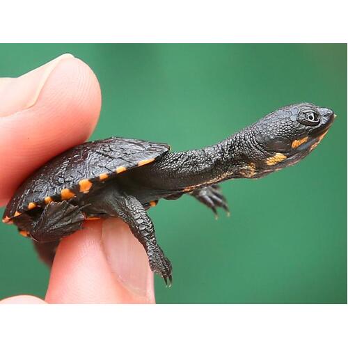 Eastern Long-Necked Turtle Adult