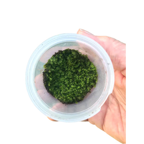 Plagiomnium Moss 'Terrarium Moss' Tub