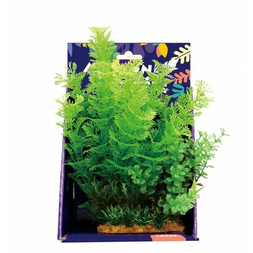 Amazon Jungle Mixed Cabomba Display 20cm