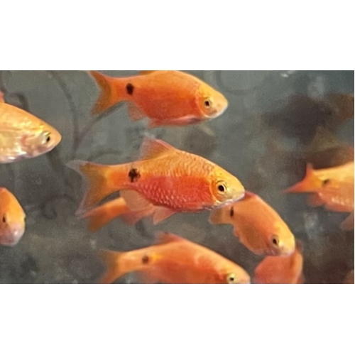 Rosy Barb (feeder fish) 10 Pack