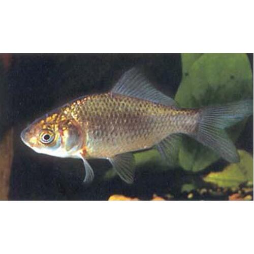 Uncoloured Goldfish 4cm