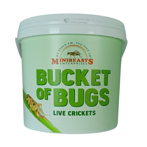 Minibeasts Crickets Large Bucket of Bugs 25-30mm