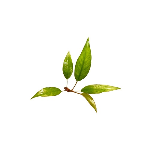 Anubia Hybrid 10-20Cm Bare Root - Live Plant
