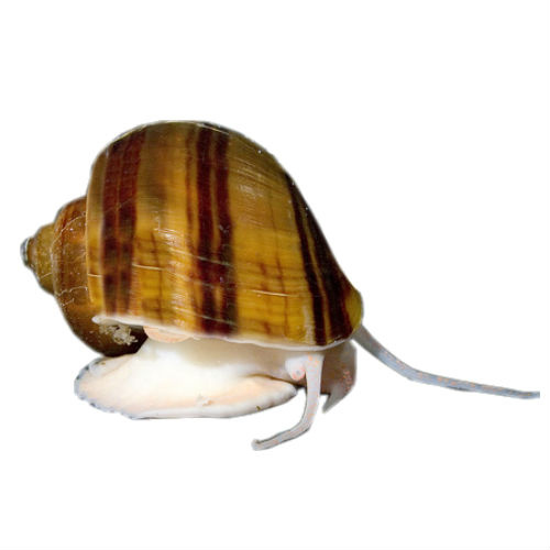 Tortoise Shell Mystery Snail Small