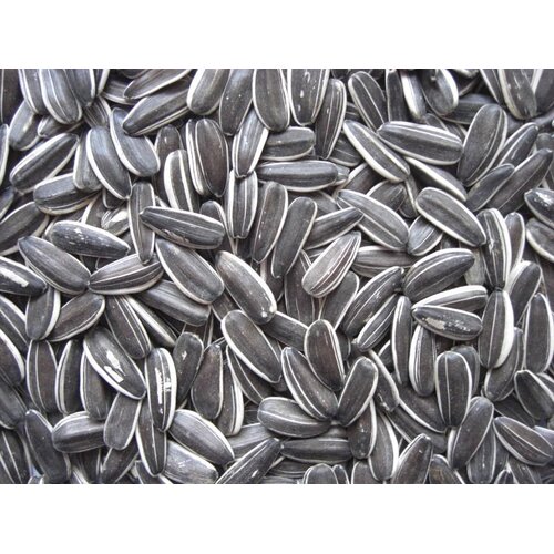 Avigrain Grey Stripe Sunflower Seed 1kg