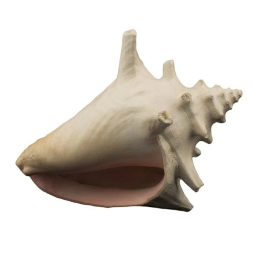 Bioscape Milk Conch Shell Ornament 15cm