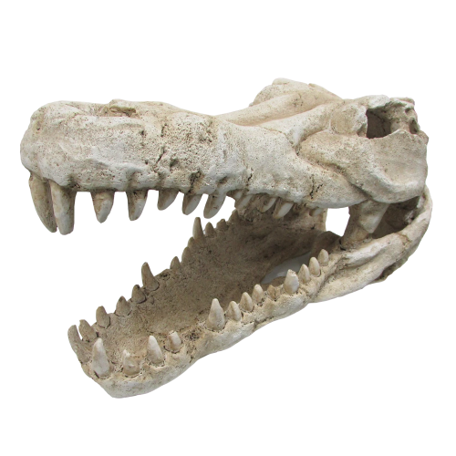 URS Croc Skull Extra Large 41cm