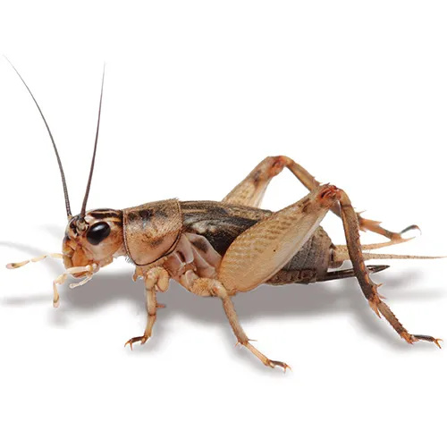 Crickets Large