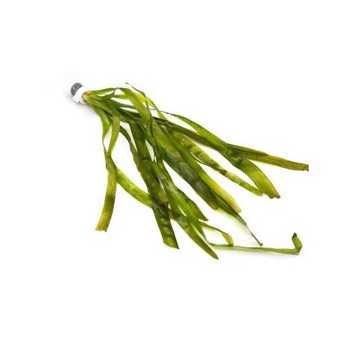 Giant Vallisneria Bunch
