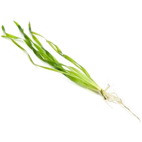 Corkscrew Vallisneria Bunch 