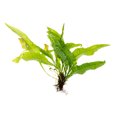 Java Fern Large Microsorium Pteropus 
