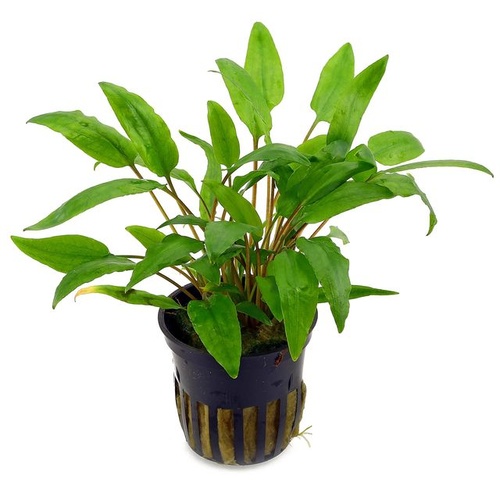 Assorted Crypt in 5cm Pot
