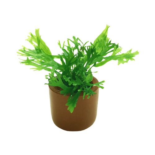 Crested Java Fern 3Cm Terracotta Pot Microsorium