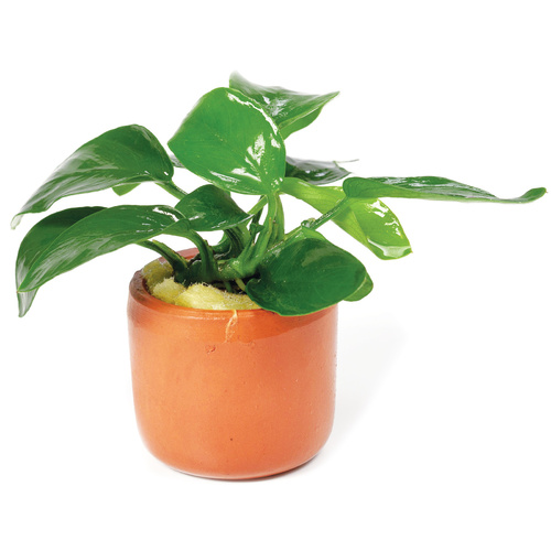 Anubia Nana 3Cm Terracotta Pot