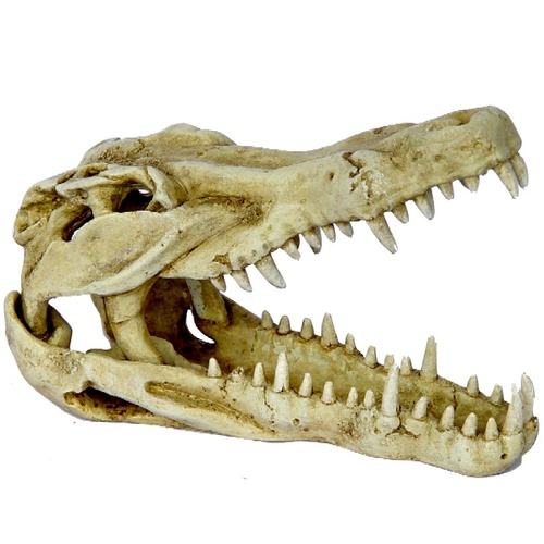 Petworx Croc Head 24X11X15Cm Crocodile Skull