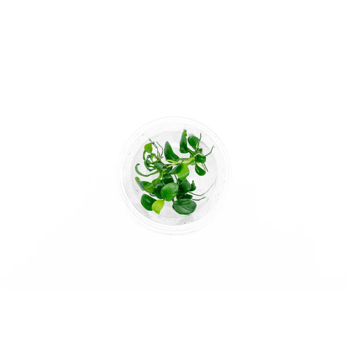 AI Anubias Hastifolia Tissue Culture TC18
