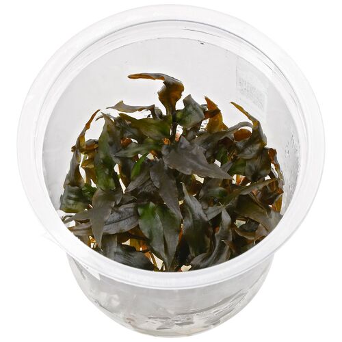 AI Crypt Wendtii Brown Tissue Culture TC29