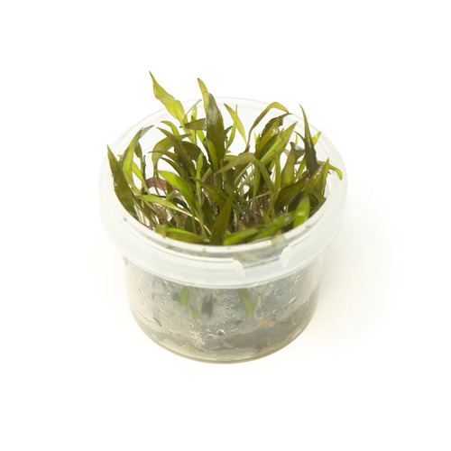 AI Crypt Wendtii Red Tissue Culture TC11