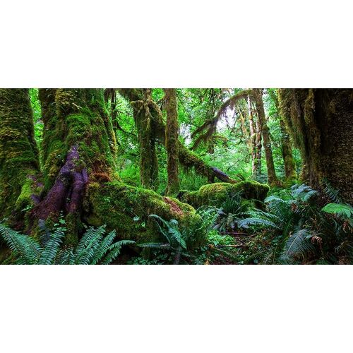 Aqua Natural Background Amazon Rainforest 90x60cm