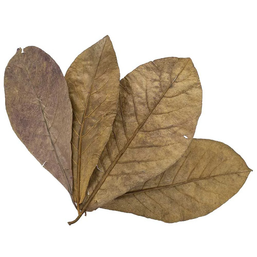 Aqua Natural Indian Almond Leaves 10pk 15-20cm