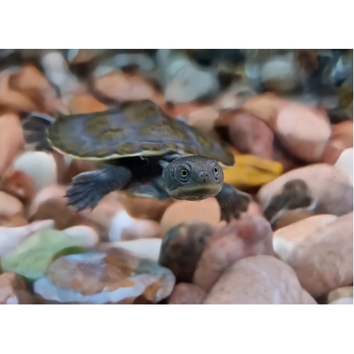 Murray Short Neck Turtle