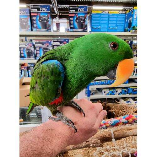 Handreared Male Eclectus Parrot