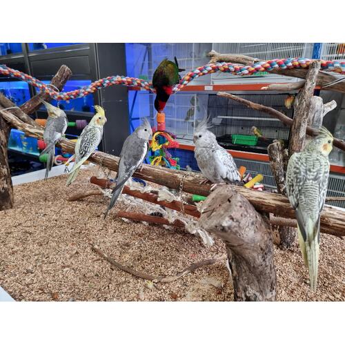 Handreared Cockatiel