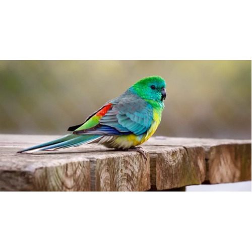 Red Rumped Parrot