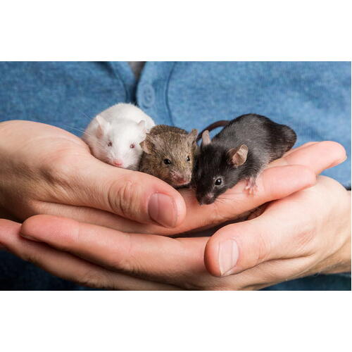 Pet mouse for deals sale