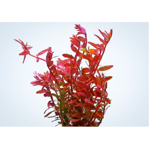 Rotala 'Bloodii' Blood Red Bunch