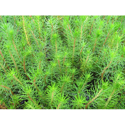 Myriophyllum Papillosum Milfoil Bunch