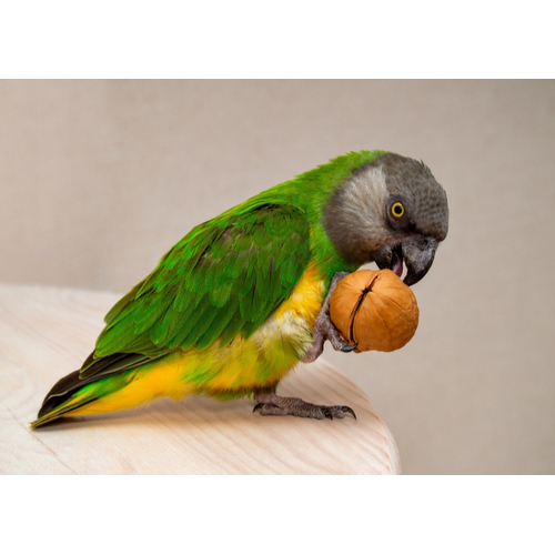 Handreared Senegal Parrot