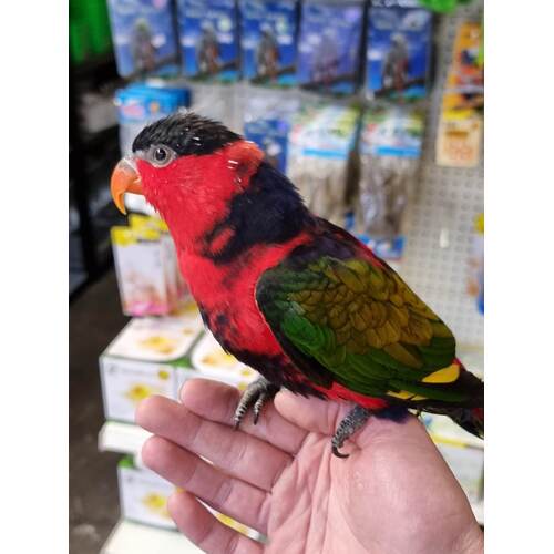 Handreared Lutino Princess Parrot