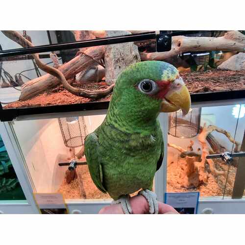 Handreared White Front Amazon