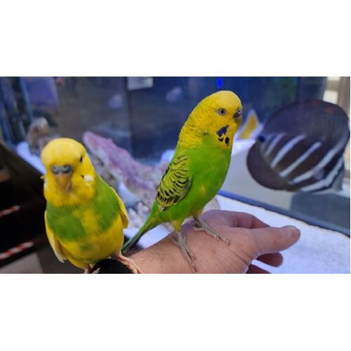 Handreared Budgie