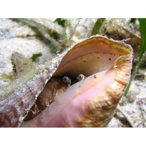 Strombus Snail - Saltwater